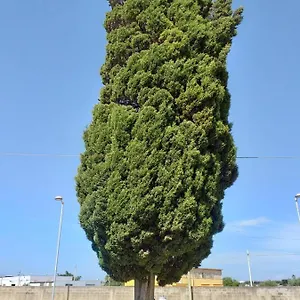 https://lalbero-bello-holiday.sicilyhotelsitaly.net